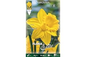 PRGA BULBI PRIMAVERILI NARCISO TRUMPET DUTCH MASTER CONFEZIONE DA 5 BULBI BULBS