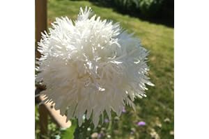 FLOWERSEEDSUK 250 Poppy Swansdown White Peony Seeds - 250 White Peony Poppy Seeds
