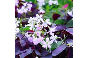 BRKENT Oxalis Bulbi Bulbi Freschi Perenni Hardy Coprisuolo Erbe Viola Fiori Bianchi Decorazioni Da Giardino Per Esterni Piante Da Balcone Bulbi Fioriture Precoci 4 Oxalis Triangularis