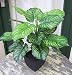 Produktbild Licht & Grün exclusive Kunstpflanzen Künstliche Calathea Pflanze im Topf ca. 45cm -Top Qualität