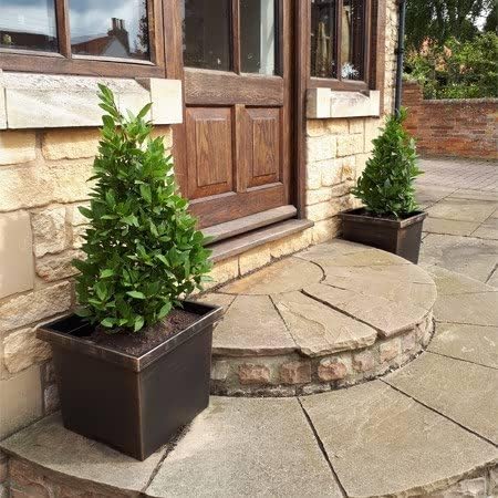 Pyramid Bay Tree (Laurus nobilis) x2 large Tree and Square Planter (2)