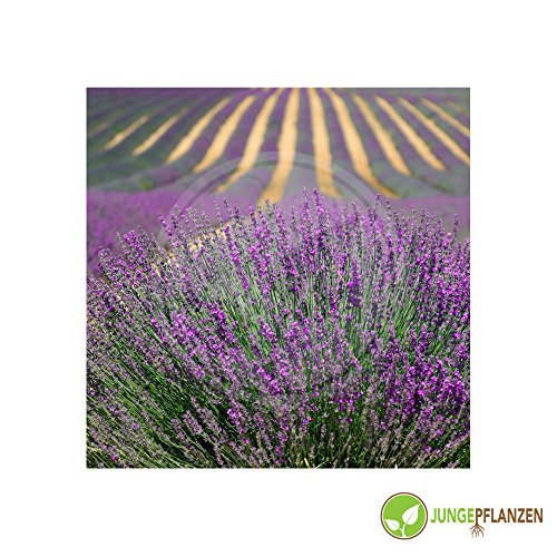 Kräutersamen - Lavendel echter / Lavandula angustifolia - Lamiaceae 200 Samen