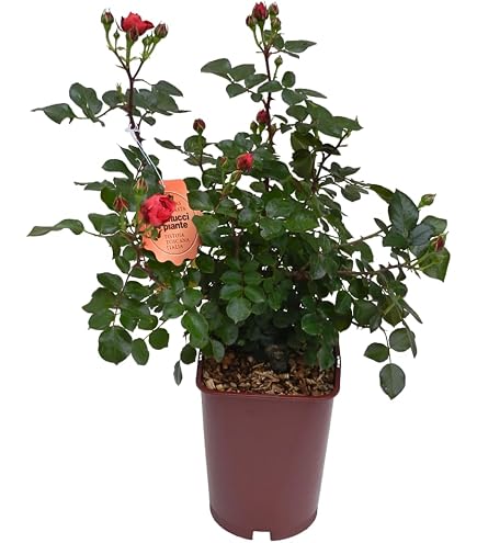 Rosa Rampicante Florentina In Vaso – Rifiorente A Grandi Fiori Doppi Rossi, Altezza Fino A 5 Metri