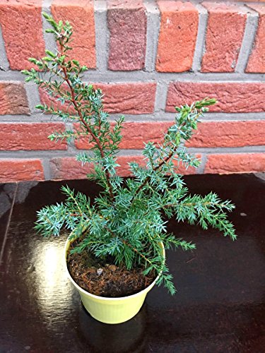 Grill Wacholder "Meyer" Juniperis communis Kräuter Pflanzen 1stk.