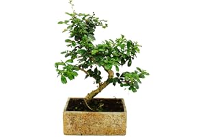 Bonsai för rum rum bonsai Carmona 8 år stenutseende 18 cm skål