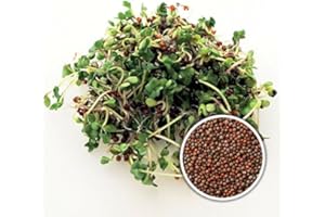 PREMIER SEEDS DIRECT - Sprouting/MICROGREEN Seeds - Broccoli Calabrese - 40 gm