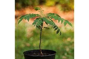 Saterkali Semillas de árbol de hoja de curry, 100 piezas Semillas de árbol de hoja de curry Petted Planta de hierba culinaria Decoración de jardín al aire libre semillas de curry