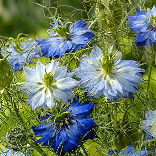Kings Seeds - Nigella Moody Blues - 500 Seeds