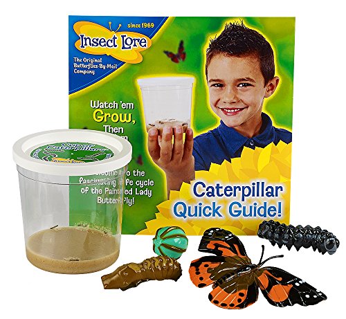 Live Cup of Caterpillars with Butterfly Life Cycle Stages