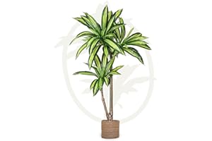 Maia Shop | Dracaena Artificiel | Plantes Artificielles Interieur | Plante Artificielle | Mesures: 130 x 80 cm | Fausse Plante | Arbre Artificiel | Decoration Maison