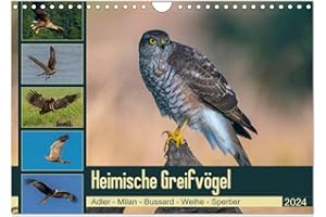 ‎CALVENDO Heimische GREIFVÖGEL Adler Milan Bussard Weihe Sperber (Wandkalender 2024 DIN A4 quer), CALVENDO Monatskalender