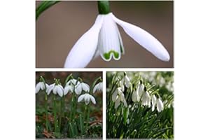 Humphreys Garden® Snowdrops Single Bulbs Size 5/6 (20)