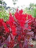  Pinkdose 1000 China Town Red Celosia Seeds, Cockscomb~Plants thrive in heat and sun