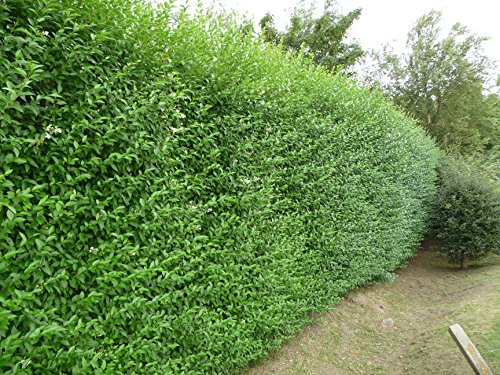 Ovalblättriger Liguster -Ligustrum Ovalifolium- Hecken-Pflanze immer-grün Containerware 60-80cm- Ligusterhecke von Garten Schlüter (Containerware, 60 bis 80 cm Pflanze) - 4