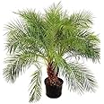 Mphmi Plant NCR Live Pygmy Date Palm, Phoenix Roebelenii Palm - Plant