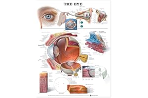 ANATOMY STUFF The Eye Chart