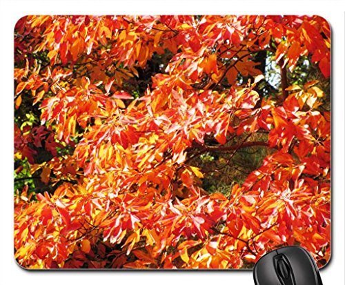 Preisvergleich Produktbild Into the Woods Mauspad, Mousepad (Wälder Maus Pad) #014