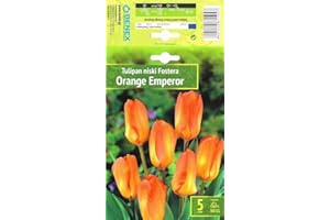 AGRONOM TESTED IN THE GARDEN AGRONOM | TULIPANES - ORANGE EMPEROR | Bulbos de flores perennes | Flores Melocotón-Rosa | Se cultivan en jardines de flores, macetas, se plantan en céspedes en flor | Paquete de 5 bulbos de flores