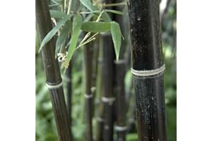 YouGarden Black Bamboo, Established Garden Plant, Phyllostachys nigra in 3L Pot, 50-80cm Tall Plant, Ready to Plant Out, Black Bamboo Plants for Gardens, Perfect for Screening
