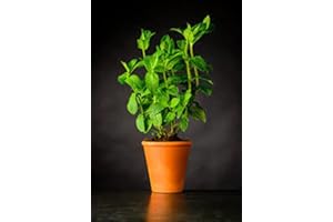 Large Mint Plant in a 14cm Pot - for Culinary Use - Upright and Bushy Mint Plant by plantshack