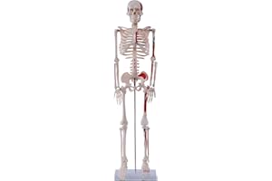 CARE & HARMONY Anatomie Modell Menschliches Skelett mit Muskelbemalung, mittel, ca. 85 cm, geeignet als Lernmodell oder Lehrmittel zur Untersuchung von Funktion, Bewegung und Bau des Körpers.