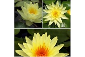 NATURAVIVA BASSANO 3 PIANTE IN VARIETA' PREGIATE NINFEA RUSTICA RESISTENTE LAGHETTO STAGNO TINOZZA PRONTE PER FIORIRE - GIALLE