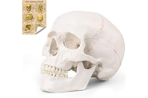 LYOU Human Skull Anatomical Model, New Version Life Size 3 Part Adult Human Anatomy Head Skeleton Model with Removable Skull Cap and Moving Jaw, Hand-Painted in Color Suture Line
