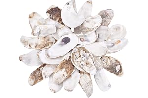 PH PandaHall 30 st ostronskal för hantverk 2,7 ~ 12,7 cm stora snäckor ostron prydnad naturligt snäckskal för hantverk, hängande prydnader julgransdekorationer hem strand fest dekor