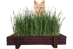 MICROGREEN PROS™ Organic Cat Grass Seeds Indoor Wooden Planter Kit (Without trays)