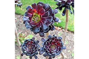 Pinkdose Seltene Aeonium arboreum Bonsai Atropureum Bonsai Pflanzen Indoor Bonsai Blume Für Hausgarten Dekoration Zierpflanze 100 Stücke