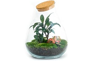 URBANJNGL Terrarium végétal - Teddy - Ecosystème végétal -↑26.5 cm - Jardin en Bouteille - Bricolage - Kit de Bricolage - Ensemble Complet de Terrarium - Mini écosystème avec Plantes en Bouteille