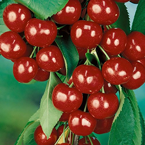 Säulensüßkirsche Viktoria, 1 Pflanze - 3