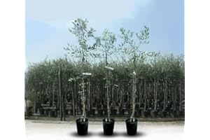 EURO PLANTS VIVAI Ascolana - Olivo, 1 árbol frutal en maceta de 20 cm, Altura: 120~130 cm, edad 2 años