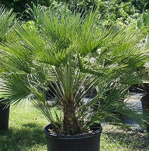 Frostharte Chamaerops humilis Höhe 70-90 cm. Eine der kältetolerantesten Palmenarten in Europa - 2