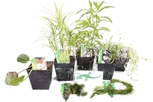 LINCOLNSHIRE POND PLANTS LTD Lincolnshire Pond Plants Crested Newt Pack Potted