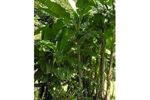 TROPICAL-SEEDS Darjeeling Banane - Musa sikkimensis (Manipur) - 20 Samen -