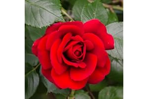 Carbeth Plants Red Rose Bush Stromboli - 1 Rose Plant in 3L Pot - Potted Roses Plants Outdoor Garden Ready to Plant Flowers - Ideal Flowers for Garden Growing in Bed, Borders and Patio Pots