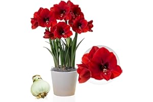 DUTCH BULBS EXCLUSIVE PLANTS FROM HOLLAND Amaryllis Bulbe Red Lion - 1 pièce - Bulbes à fleurs grand format 26/30 - Naturelle plantes de Hollande - Hippeastrum (pas de graines, sans cire, non artificielle)