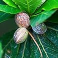 M-Tech Gardens Badham/Indian Almond Tree Medicinal Tree Plant (Terminalia catappa, Hybrid) Exotic 1 Live Medicinal Plant
