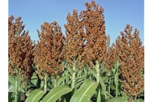 SVI Sorgho, sucre goutte à goutte - le sorgho sucré, Fait sirop - 100 graines! Groco