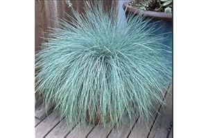 BRYNCIR GARDEN CENTRE 3 x Festuca Intense Blue - Blue Grass Plants Ready to Plant in 10.5cm Pots.