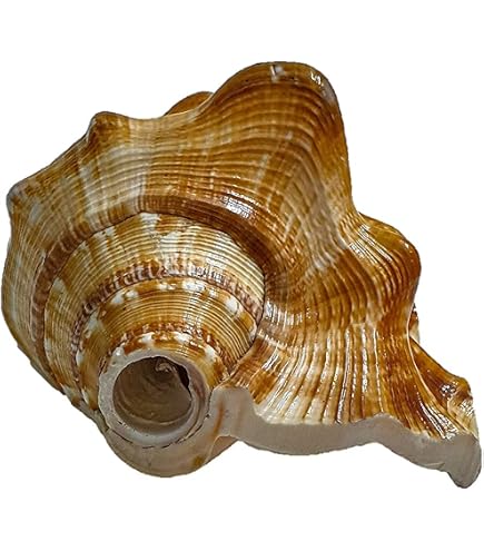 Conque Religieuse Hindoue Shankh 7.6cm - Puja Havan - Souffler Cérémonie