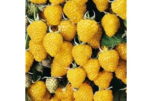 BAUMSCHULE WEDROWSKI W Gelbe Himbeere Golden Queen 2L Garten Pflanze mit Schönen Blüten - Die Perfekte Dekoration für Ihr Grundstück - Für Anfänger und Professionelle Gärtner - Leckeres und Gesundes Obst