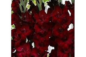 FLOWER FIELD STORY 10 piezas de terciopelo brillante gladiolo negro hermosa espada de floración lirio bastante raros bulbos de gladiolos flor perenne