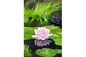 Nymphaea 'M'd Wilfron Gonnere' – Nénuphar – Rustique – Zone 4 – ⌀11 cm - 25-35 cm