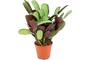 ZynesFlora Ctenanthe Burle-Marxii Amagris en pot de fleurs Ø 14 cm - Hauteur : 35 - 40 cm - Plante de prière à l'arrow-root Plante d'intérieur purificatrice d'air