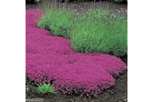 SVI Creeping Graines Thym - Magic Carpet - Thymus Serpyllum- vivace couvre-sol!
