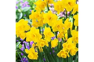 COOTO Bulbi Narcisi perenni 5 pezzi Bulbo fiore Giallo Narciso Giardinaggio Bulbi de Narcisi Quail