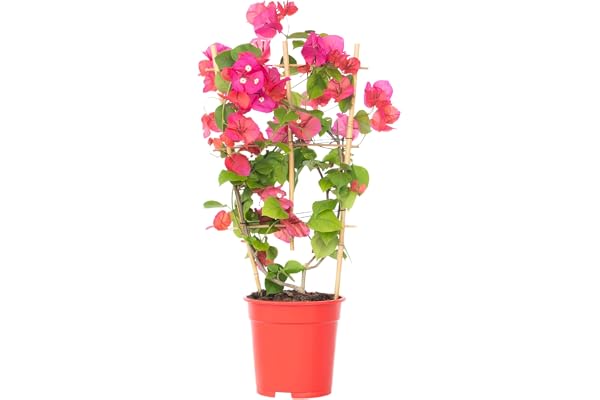 Plant in a Box - Bougainvillier 'Dania' - Bougainvillier sur support - Fleurs orange - Plante grimpante - Plante de jardin - Pot 17cm - Hauteur 50-60cm
