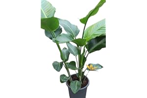 GARDEN MARKET PLACE Indoor Plant -Strelitzia Nicolia - Bird of Paradise- Approx 100cm Tall